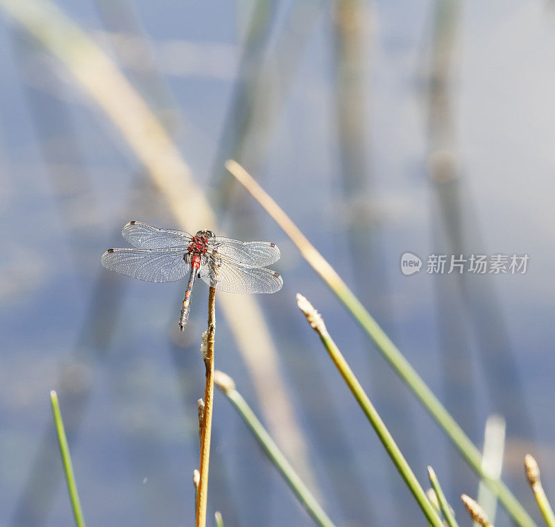 白面飞镖蜻蜓(Leucorrhinia dubia)雄性